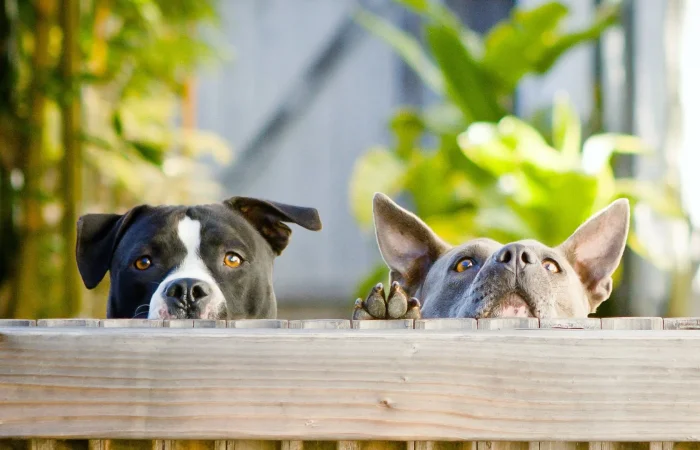 Fence for pets - two dogs looking over a fence