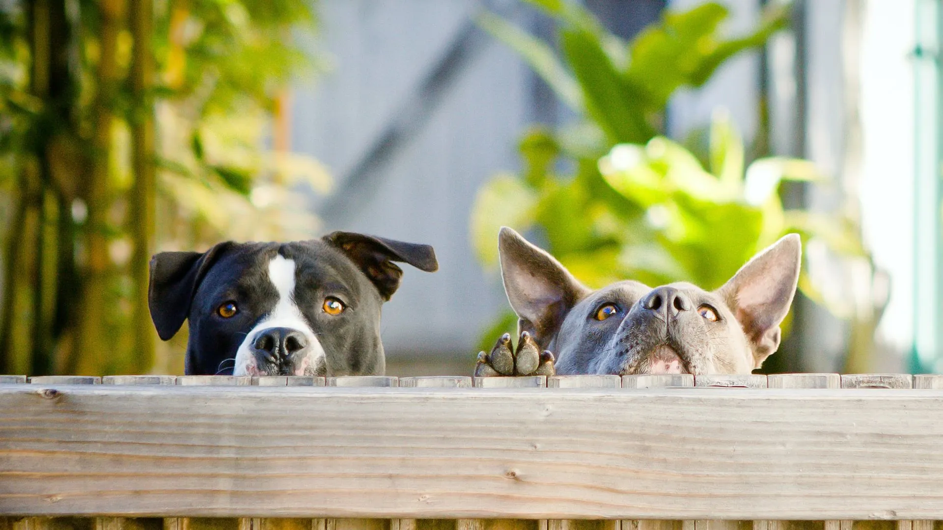 Fence for pets - two dogs looking over a fence